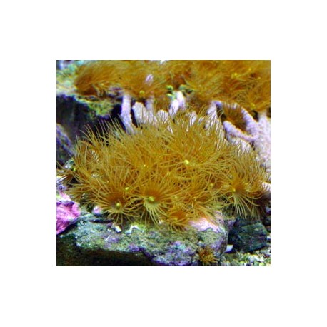 Parazoanthus sp.-Polyps 