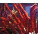 Éponge orange-rouge branchue des Caraïbes 20-25 cm 76,50 €