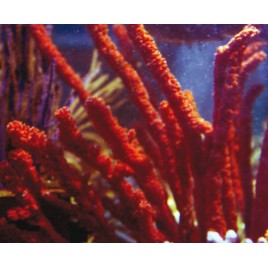 Éponge orange-rouge branchue des Caraïbes 20-25 cm