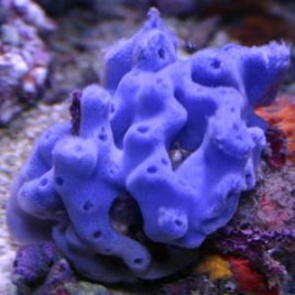 Haliclona caerulea - Éponge bleue 6-7 cm