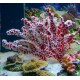 Éponge Trikentrion flabelliformis - éponge-zoanthidae 97,50 €