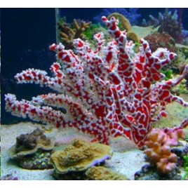 Éponge Trikentrion flabelliformis - éponge-zoanthidae 97,50 €