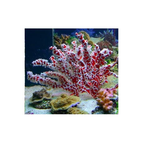 Éponge Trikentrion flabelliformis - éponge-zoanthidae