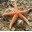 Echinodermes