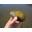 Moules filtreuses