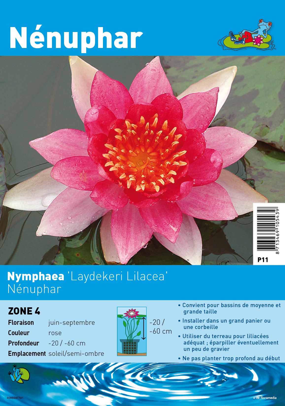 Achat Nymphaea X 'Laydekeri Purpurata' (Nénuphar, rouge pourpre)