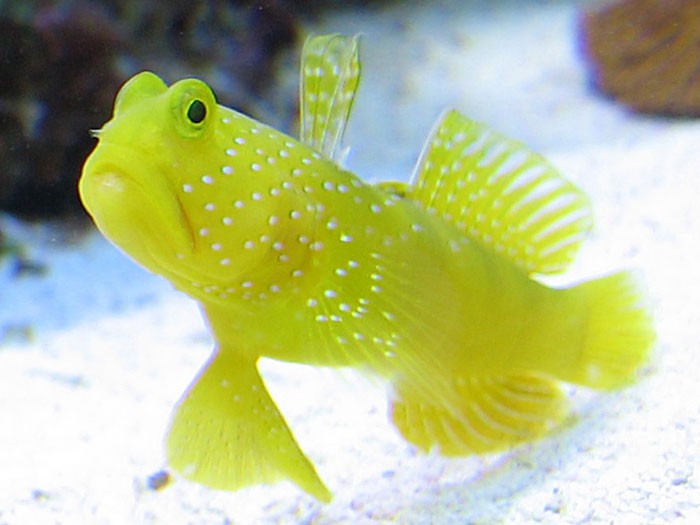 Poissons Gobies (Gobiidés) En vente chez Poisson d