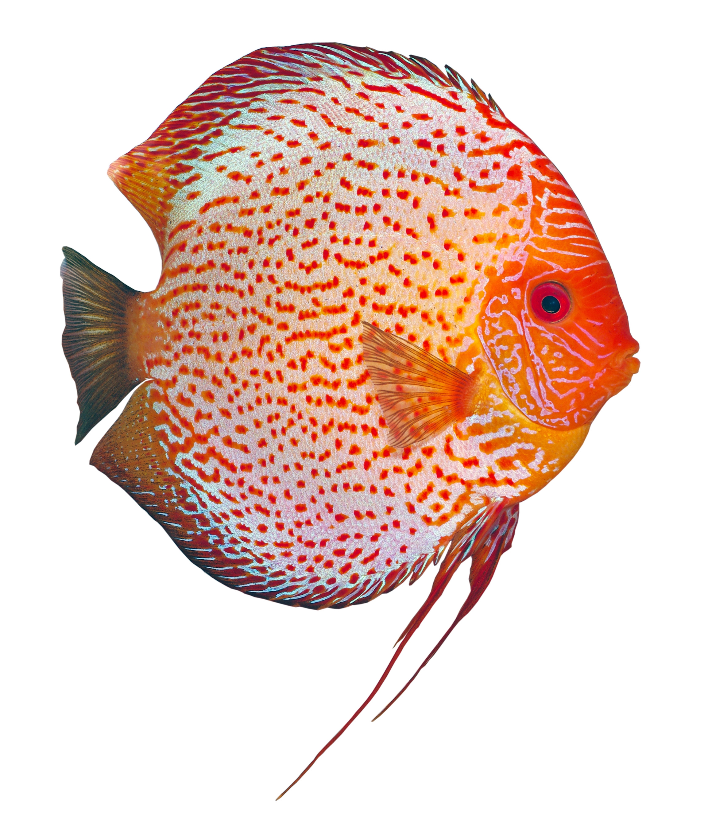 Poisson Exotique D Eau Douce 5 Lettres Poissons d'eau douce en vente en VPC sur Poisson d'Or! - Aquariofil.com et Poisson  d'Or