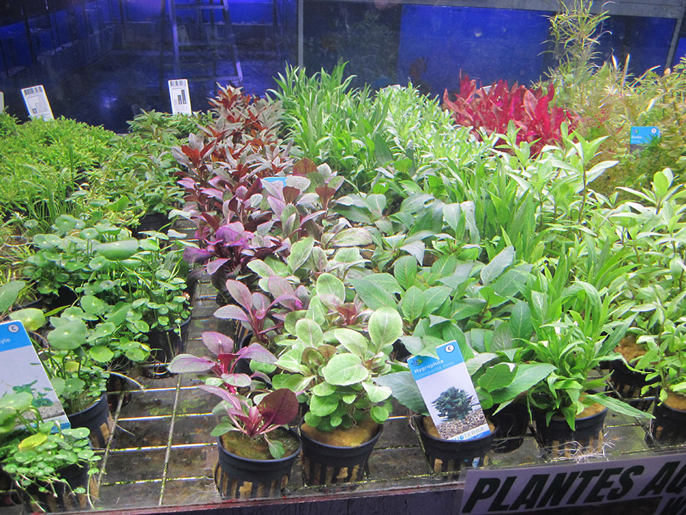 Plantes d'aquarium SUR SUPPORT : Microsorum Windelov sur Racine avec  Ventouse Taille Nano pour aquarium eau douce - 21.95€
