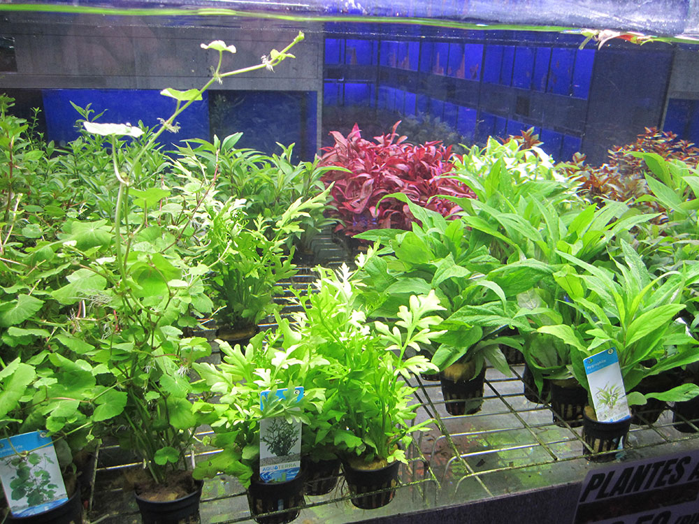 Plantes aquatiques d'eau douce - Arrivages chaque semaine ! -  Aquariofil.com et Poisson d'Or