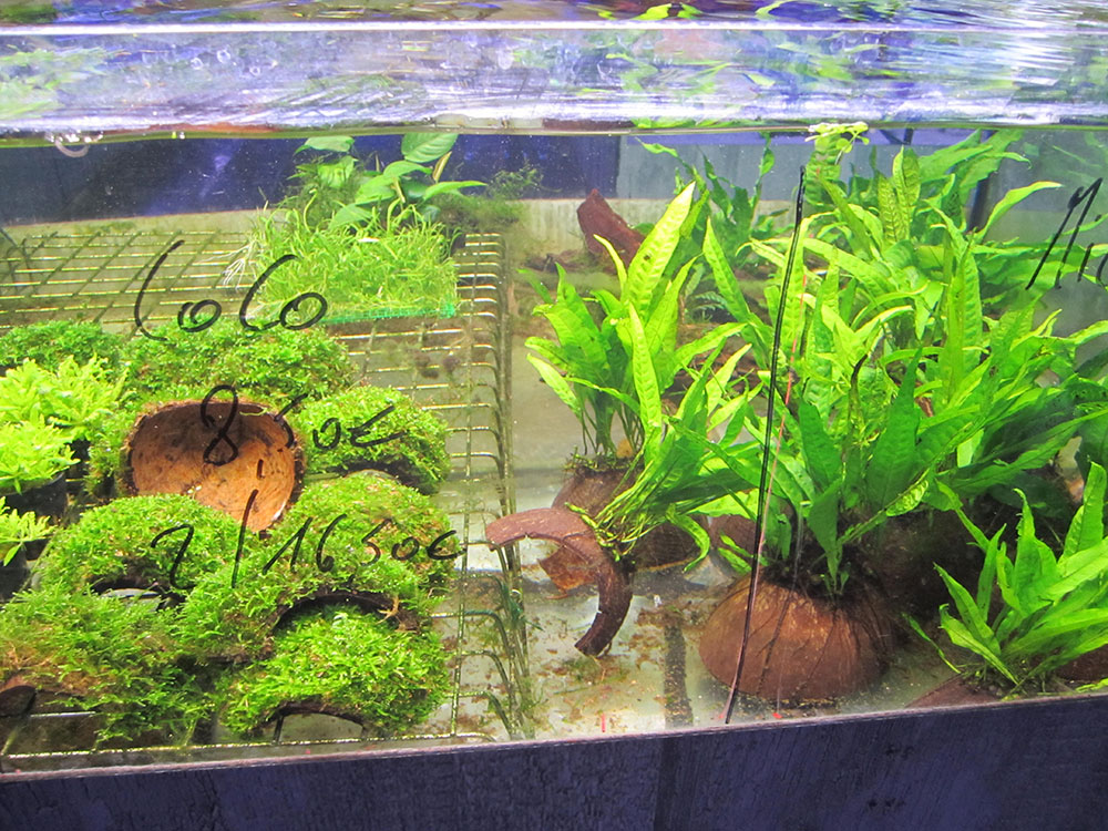 Toutes les plantes pour aquarium - Floraquatic