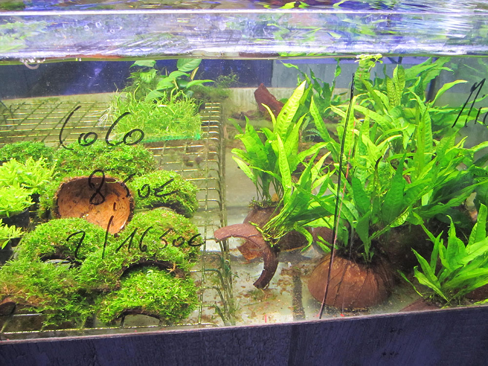 Plantes aquatiques d'eau douce - Arrivages chaque semaine ! -  Aquariofil.com et Poisson d'Or