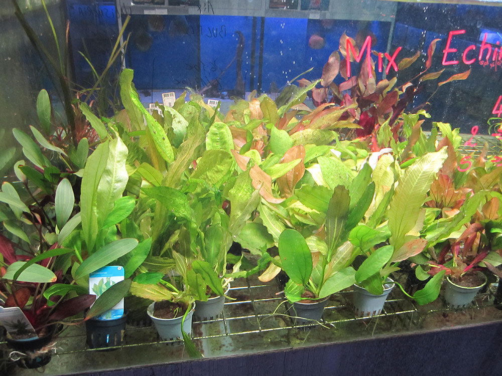 Les plantes à privilégier dans son aquarium d'eau douce