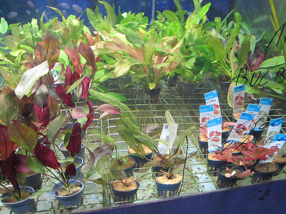Plantes à bulbe et autres formes : Aponogeton Boivinianus PREMIUM pour  aquarium eau douce - 14.95€