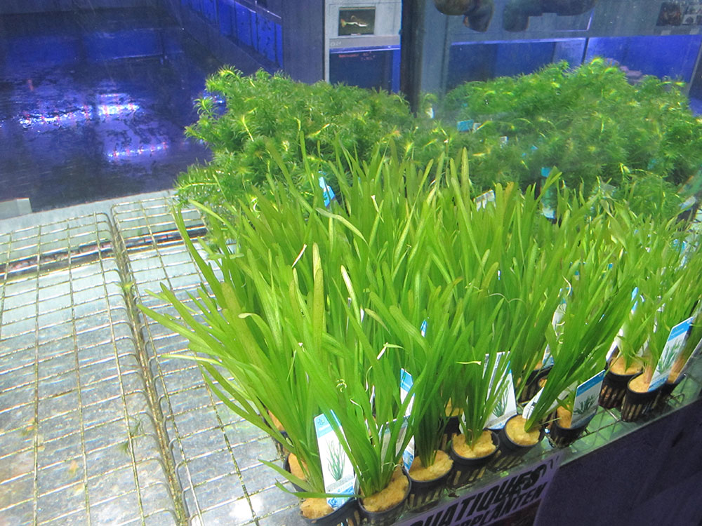 Lot de 3 plantes de Vallisneria Gigantea - Plante vivante pour aquarium