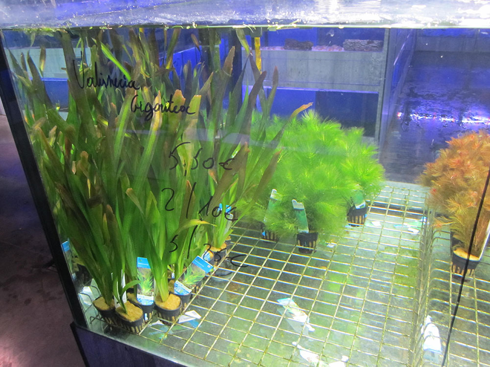 Plantes aquatiques d'eau douce - Arrivages chaque semaine ! -  Aquariofil.com et Poisson d'Or