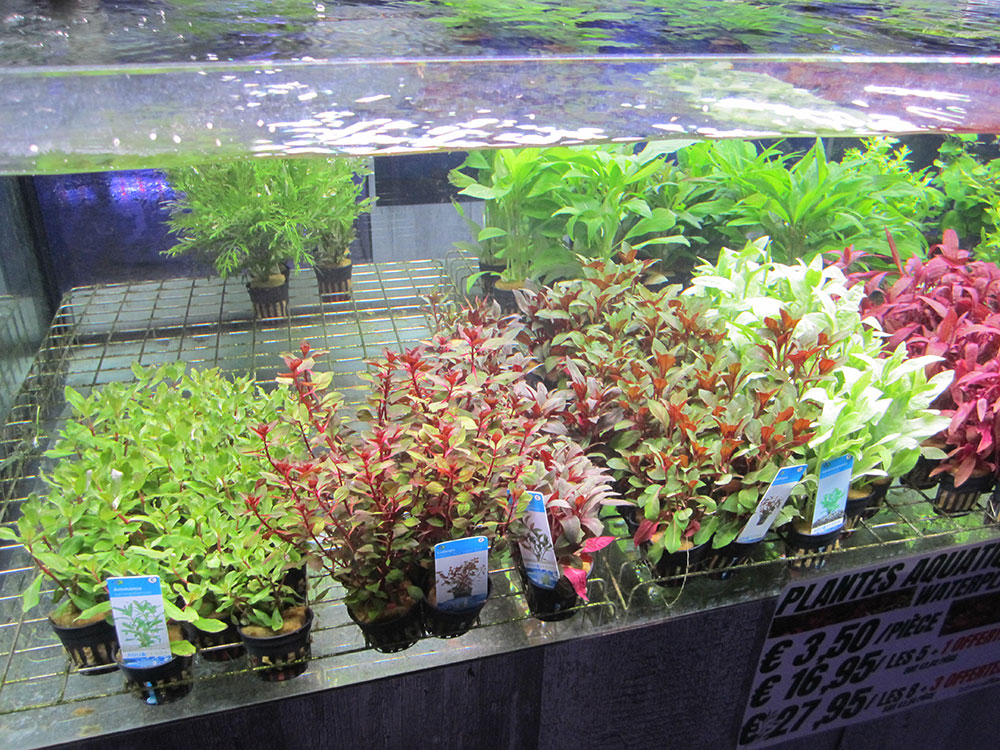 Lots de plantes d'aquarium pour débutant : PAYSAGE AQUATIQUE N°4 pour  aquarium eau douce - 57.95€