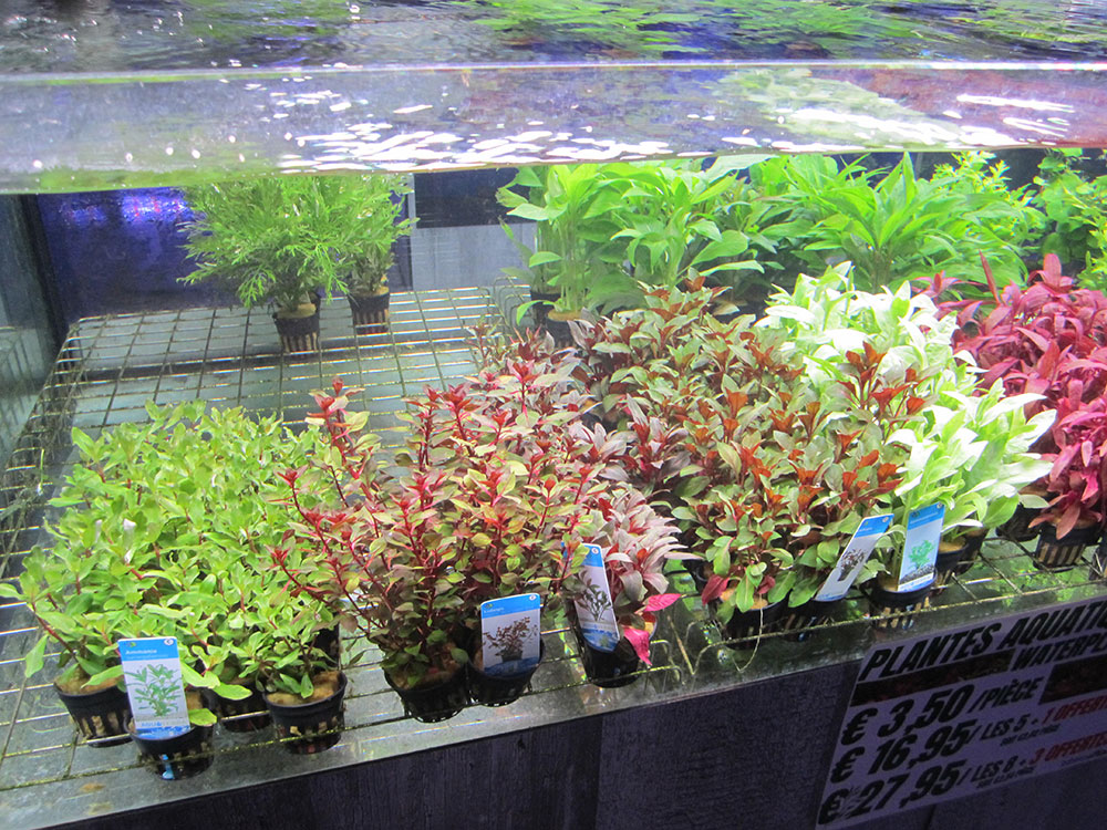 Plantes aquatiques d'eau douce - Arrivages chaque semaine ! -  Aquariofil.com et Poisson d'Or