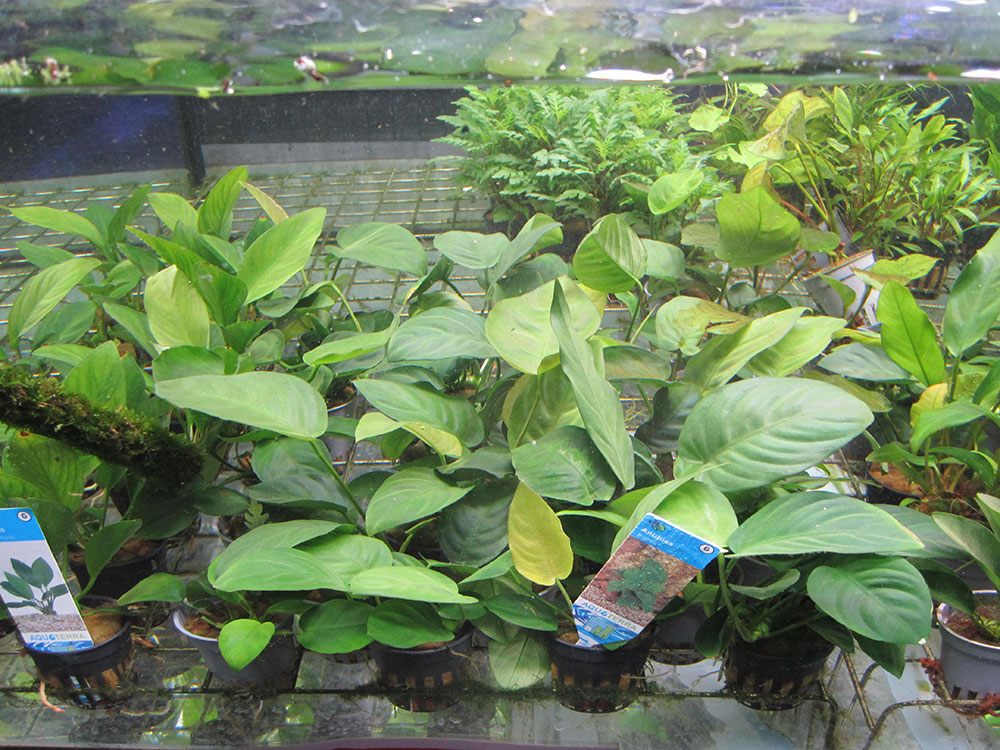 8 types de plantes aquatiques Plantes d'eau douce vivantes, plantes  aquatiques 8 bouquets de plantes différentes, 7 à 10 tiges par bouquet,  environ 60 à 65 tiges -  France