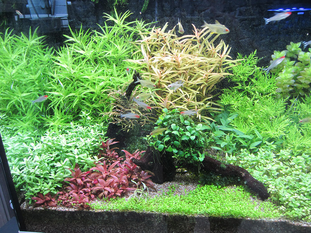 Plantes à bulbe et autres formes : Aponogeton Boivinianus PREMIUM pour  aquarium eau douce - 14.95€