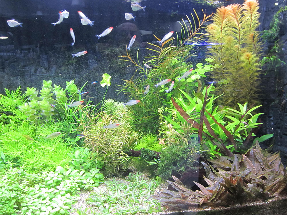 Plantes aquatiques d'eau douce - Arrivages chaque semaine ! -  Aquariofil.com et Poisson d'Or