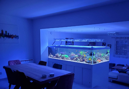 Les aquariums marin de nos clients