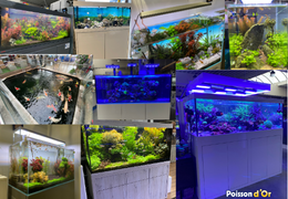 Nos aquariums exposés en magasin